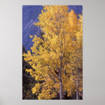 Impresión del poster del árbol del álamo temblón d