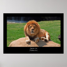Impresión del poster del león