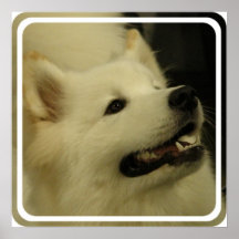 Impresión del poster del perro del samoyedo