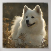 Impresión del poster del samoyedo