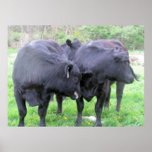 Impresión del poster, vacas 2 tímidas, fotografía