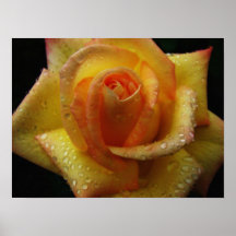 Impresión del rosa amarillo posters
