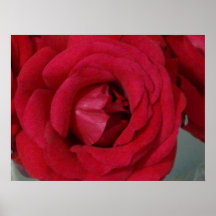 Impresión del rosa rojo poster