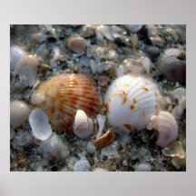 Impresión del Seashell Posters