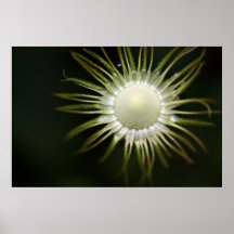 Impresión del seedhead del Doronicum Posters