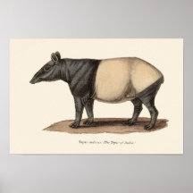 IMPRESIÓN DEL TAPIR POSTERS