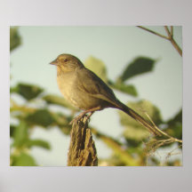 Impresión del Towhee de California Poster