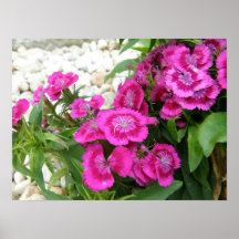Impresión dulce rosada del poster de la flor de Gu