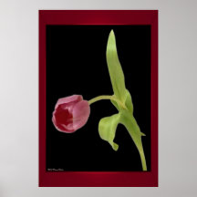 Impresión elegante del tulipán posters