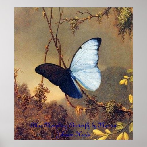 Impresión enmarcada mariposa Morphing azul Posters