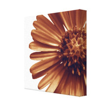 Impresión envuelta de la lona, flor, aster lona envuelta para galerías