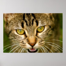 Impresión feroz del gato impresiones