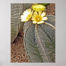 Impresión floreciente del cactus poster