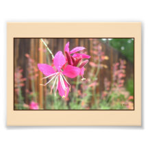 Impresión floreciente rosada de la foto de Gaura