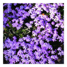 Impresión fotográfica de la "primavera púrpura"