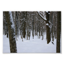 Impresión fotográfica de los árboles 5x7 Nevado