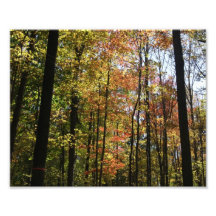 Impresión fotográfica del aire 10x8 del otoño