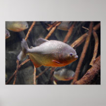 Impresión fotográfica del poster de la piraña
