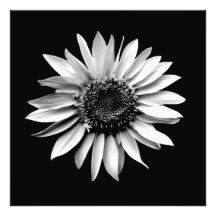 "Impresión fotográfica del retrato del girasol"