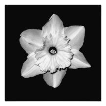 "Impresión fotográfica del retrato del narciso"