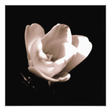 Impresión fotográfica "del tulipán"