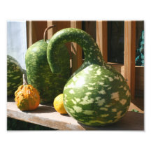 Impresión gigante de la naturaleza de las calabaza foto