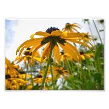 Impresión hermosa de la foto del girasol 7x5