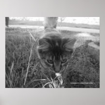 Impresión juguetona del gatito posters