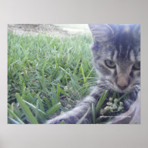 Impresión juguetona del gatito impresiones