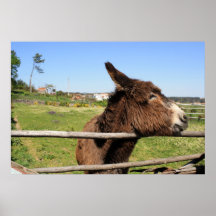 Impresión lanosa del burro poster