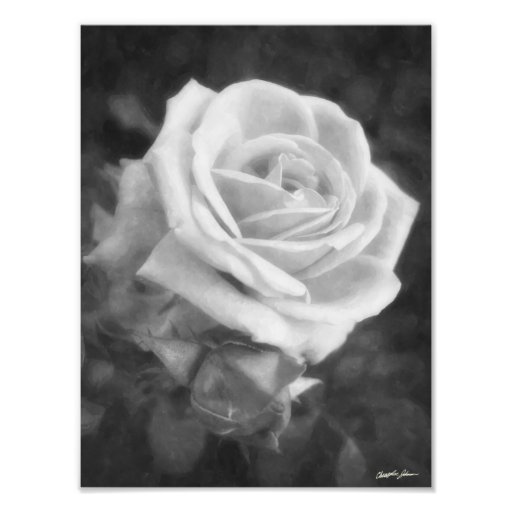 Impresión ligera monocromática del rosa impresion fotografica