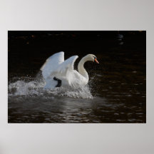 Impresión limpia del cisne impresiones