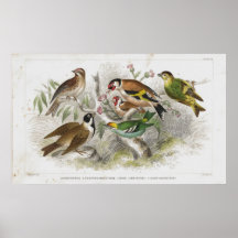 Impresión litográfica 1852 impresiones