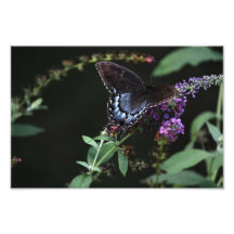 Impresión negra de la mariposa de Swallowtail Impresiones Fotográficas