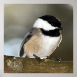 impresión Negro-capsulada del Chickadee Impresiones