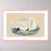 IMPRESIÓN POLACA DEL CISNE POSTER
