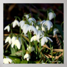 Impresión/Poster_Nature0003_SPRING_FLOWERS_ZALTAR