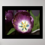 "Impresión púrpura de la fotografía del tulipán de Impresiones