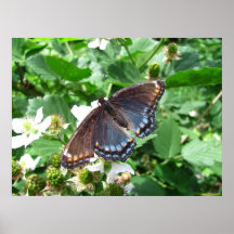 Impresión púrpura del ~ de la mariposa posters