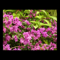 Impresión púrpura tropical del cartel de Bougainvi posters