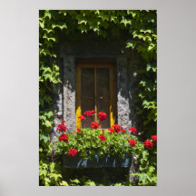 Impresión roja de la caja de ventana del geranio poster