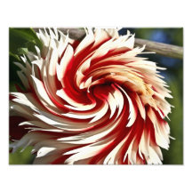 Impresión roja y blanca de la bella arte de la dal fotografia