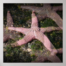 Impresión rosada de las estrellas de mar impresiones