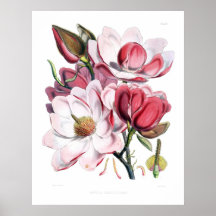 Impresión rosada de las flores de la magnolia posters