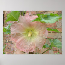 Impresión rosada del Hollyhock Posters