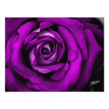 Impresión rosada del rosa de la acuarela de Jeff P Impresión Fotográfica