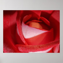 Impresión rosada del rosa posters