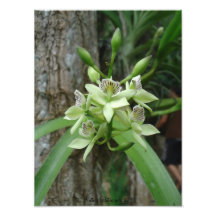 Impresión salvaje de la orquídea fotografía  