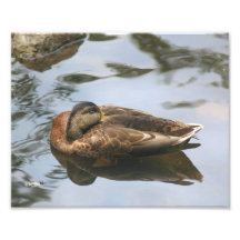 Impresión soñolienta de la naturaleza del pato 10x impresión fotográfica
