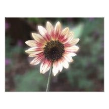 Impresión subió cereza del girasol fotografias
